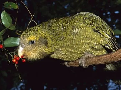 В Новой Зеландии продолжается вымирание нелетающих попугаев какапо, несмотря на старания экологов