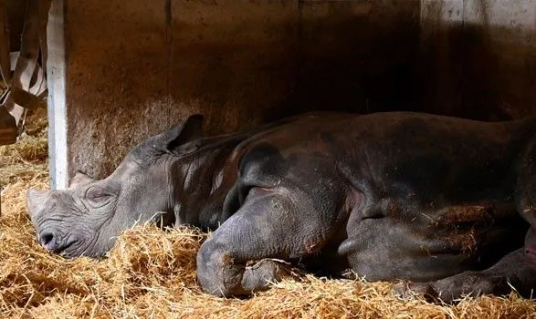 У Танзанії померла найстаріша у світі самка чорного носорога