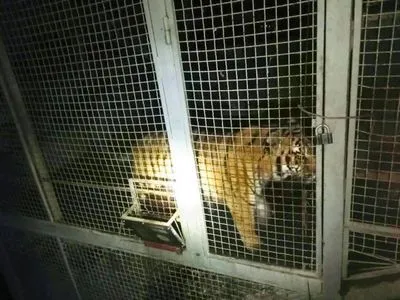 У Києві виявили шістьох тигрів у клітках, розпочато провадження