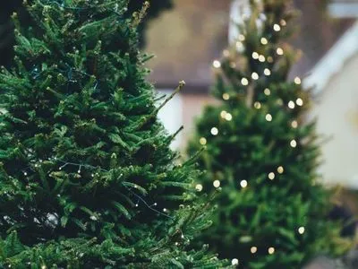 В Киеве заработали пункты приема новогодних елок