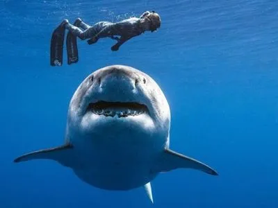У Австралії акула вбила президента дайвінг-клубу