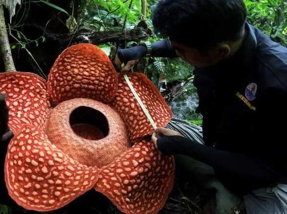 У джунглях Індонезії знайшли найбільшу квітку у світі