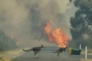 Внаслідок пожеж в Австралії загинуло близько 1,25 млрд тварин - WWF