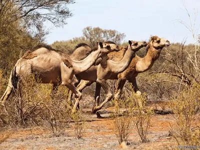 У Австралії збираються вбити тисячі верблюдів