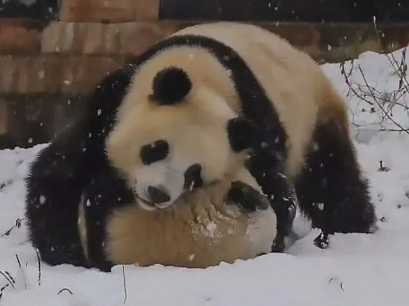 Китай засніжило: панди грайливо борються у снігу