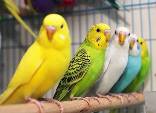 В Харькове в лесу нашли 50 больных попугаев