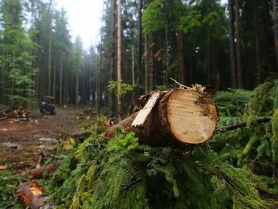 Убытки из-за незаконной вырубки лесов превысили миллиард гривен