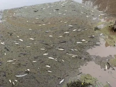В Австралії сотні тисяч риб загинули через попіл у воді