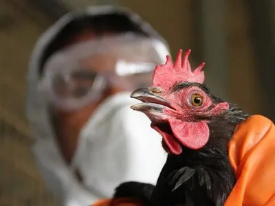 Хвору на грип птицю умертвили - Держпродспоживслужба