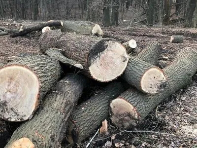 На Кіровоградщині службовці лісництва вирубували багаторічні дерева