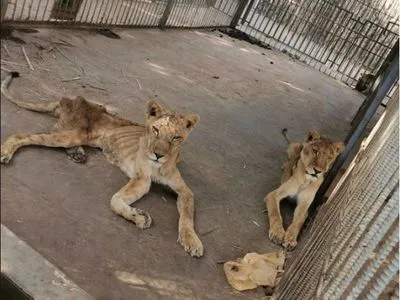 В Судане в частном зоопарке животных морили голодом "за экономического кризиса"