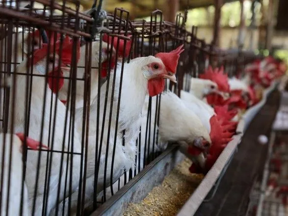 Запрет ЕС на ввоз украинской курятины: меры предосторожности или торговая война