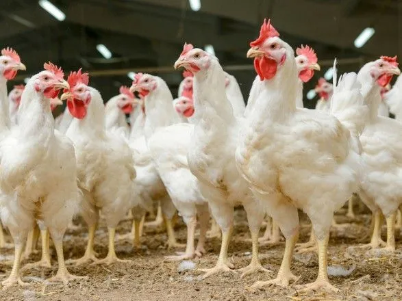 Експерти відреагували на несподіване рішення ЄС щодо заборони ввезення української курятини