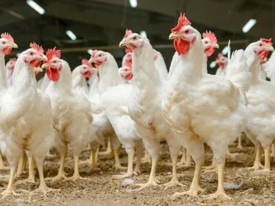 Эксперты отреагировали на неожиданное решение ЕС о запрете ввоза украинской курятины
