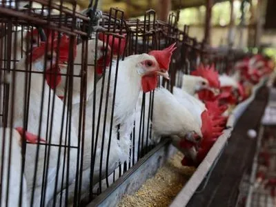 Україна ввела відповідні заходи по забороні ввезення курятини з ЄС