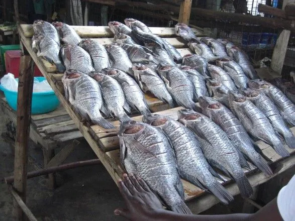 Украина экспортирует больше всего рыбы в Ирак и Турцию