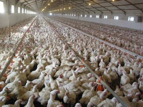 Втрата ринку ЄС коштуватиме вітчизняним виробникам курятини 14,5 млн євро щомісячно - експерт