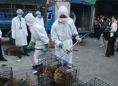 Із Китаю планують заборонити вивезення домашніх тварин в інші країни  - ЦГЗ