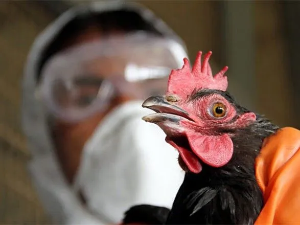 Птичий грипп в Украине занесли не дикие птицы - орнитолог