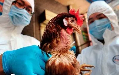 У Китаї стався спалах пташиного грипу