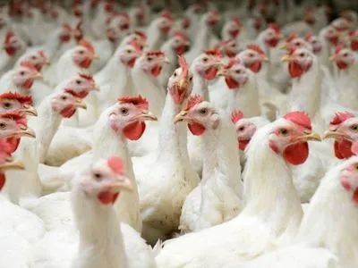 Мальдивы и Сейшелы: украинскую курятину едят в 1/3 стран мира