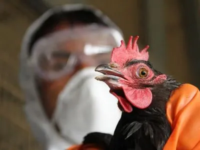 У Держпродспоживслужбі розповіли, як вберегтися від пташиного грипу