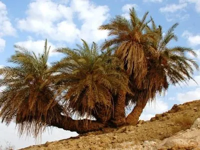 Вчені дали біблійні імена фініковим пальмам з насіння, що існувало за часів Христа