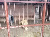 "Истощенные, апатичные, в глазах безнадега": под Харьковом обнаружили зверинец с голодающими животными