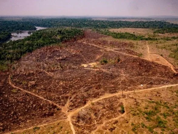 В Бразилии вырубка лесов Амазонии достигла рекордной отметки
