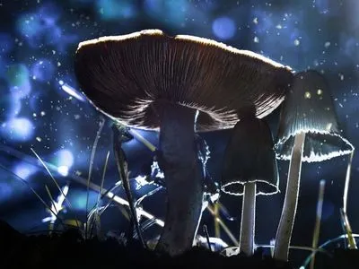 У NASA планують провести на МКС експеримент з чорнобильським грибком
