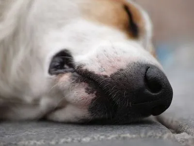 В Херсонской области открыли уголовное производство из-за смерти собаки