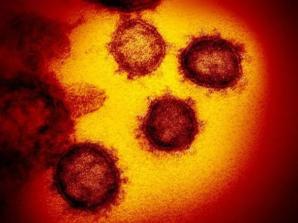 Ученые показали, как коронавирус выглядит под микроскопом