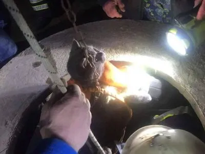 Кот Мажор упал в колодец в Винницкой области: вытаскивали спасатели