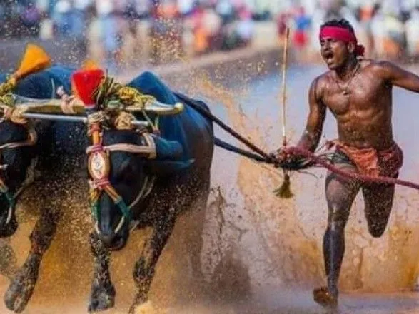 Власти Индии проверят чемпиона гонок с буйволами, который якобы побил рекорд Усэйна Болта