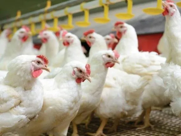 Виробництво курятини: як вертикальна інтеграція впливає на біобезпеку
