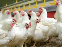 Виробництво курятини: як вертикальна інтеграція впливає на біобезпеку