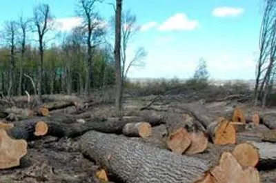 В Украине за пять лет открыли более 10 тыс. производств из-за незаконной вырубки леса