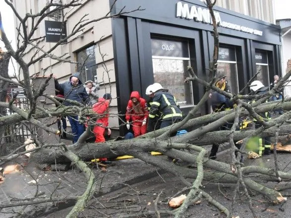 В Кропивницком из-за непогоды на женщину упало дерево