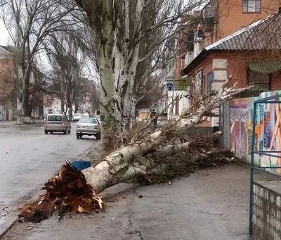 В Одесі на жінку внаслідок негоди впало дерево: вона померла