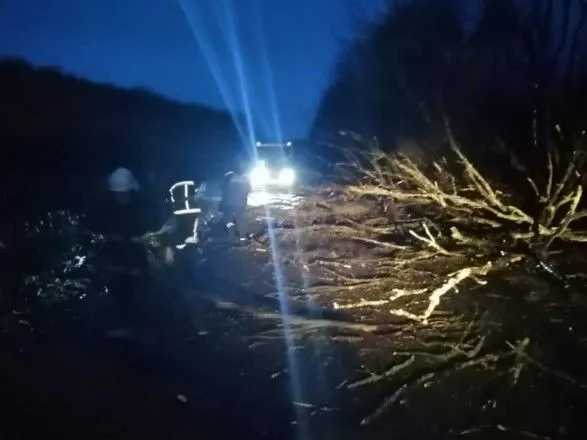 На Прикарпатті сильний вітер повалив дерево перед рейсовим автобусом, травмований пасажир