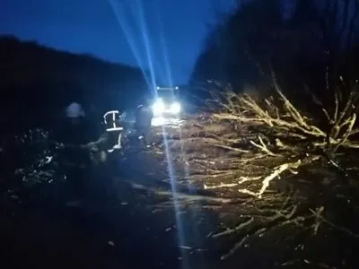 На Прикарпатті сильний вітер повалив дерево перед рейсовим автобусом, травмований пасажир