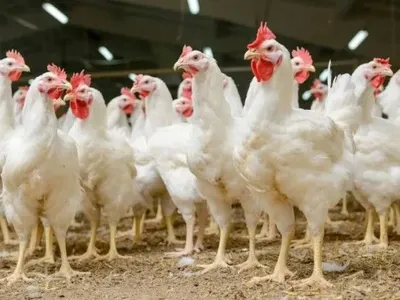 У МХП сподіваються, що слідом за ЄС інші країни відновлять імпорт української курятини