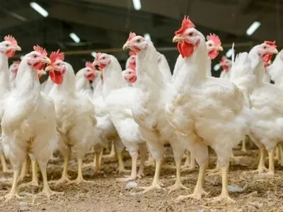У МХП сподіваються, що слідом за ЄС інші країни відновлять імпорт української курятини