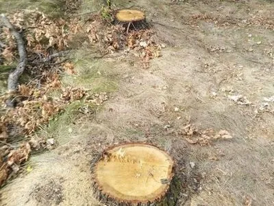 Убытки государства от незаконных рубок леса за 5 лет составили 1 млрд грн - Оржель