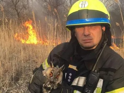 Пожарные спасли двух сов во время тушения тростника в Днепре