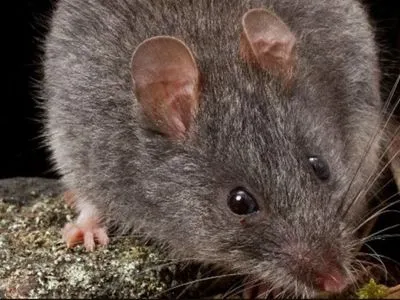 В Австралии из-за пожара полностью вымер один из видов мышей