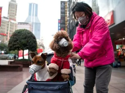 У Гонконзі собаку помістили на карантин після позитивного аналізу на коронавірус