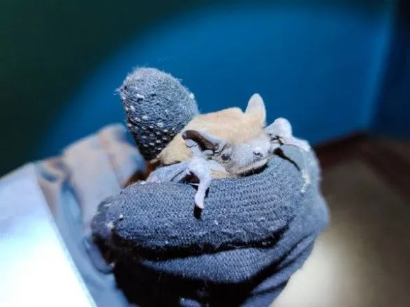В Киеве спасатели и волонтеры ухаживают за более 600 летучими мышами