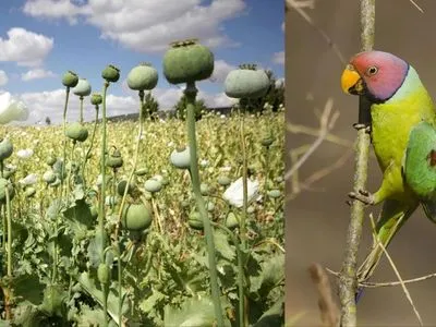 В Индии попугаи-наркоманы разоряют маковые поля