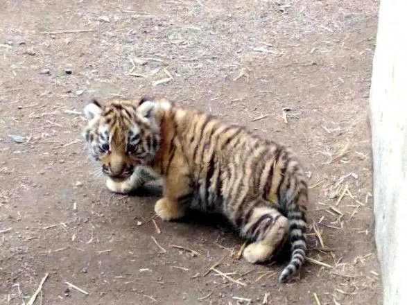 v-odeskomu-zooparku-narodilosya-tigrenya
